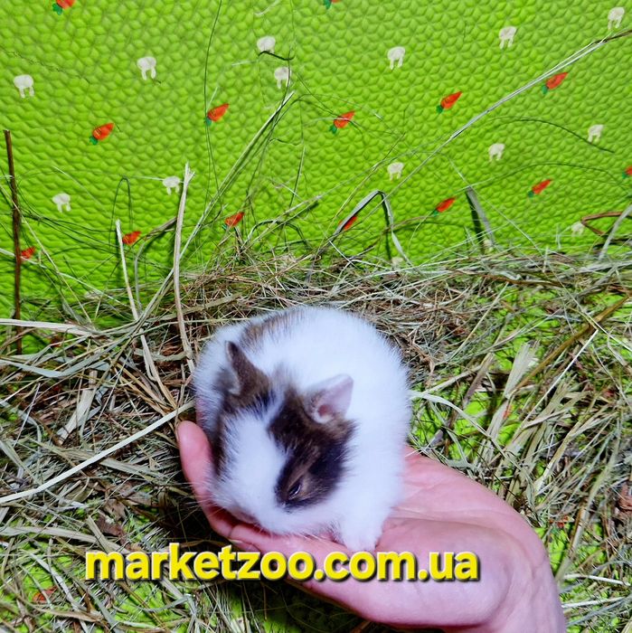 Мини кролик міні карликовий карликовый,карликові,карликовые левоголови