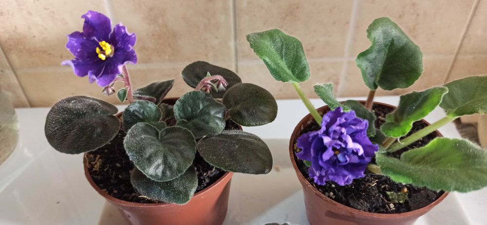 Сортова фіалка продам.