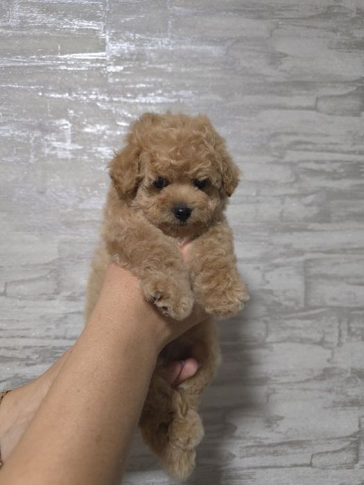 Девочка мальтипу мини