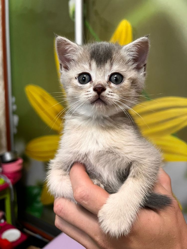Котенята Шотландські