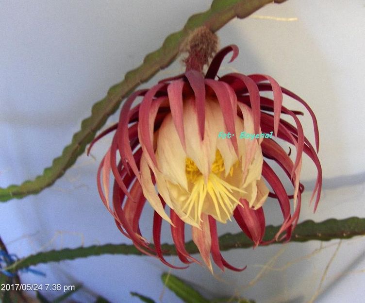 EPIPHYLLUM "MM" nowość w Polsce ! ( 14 )