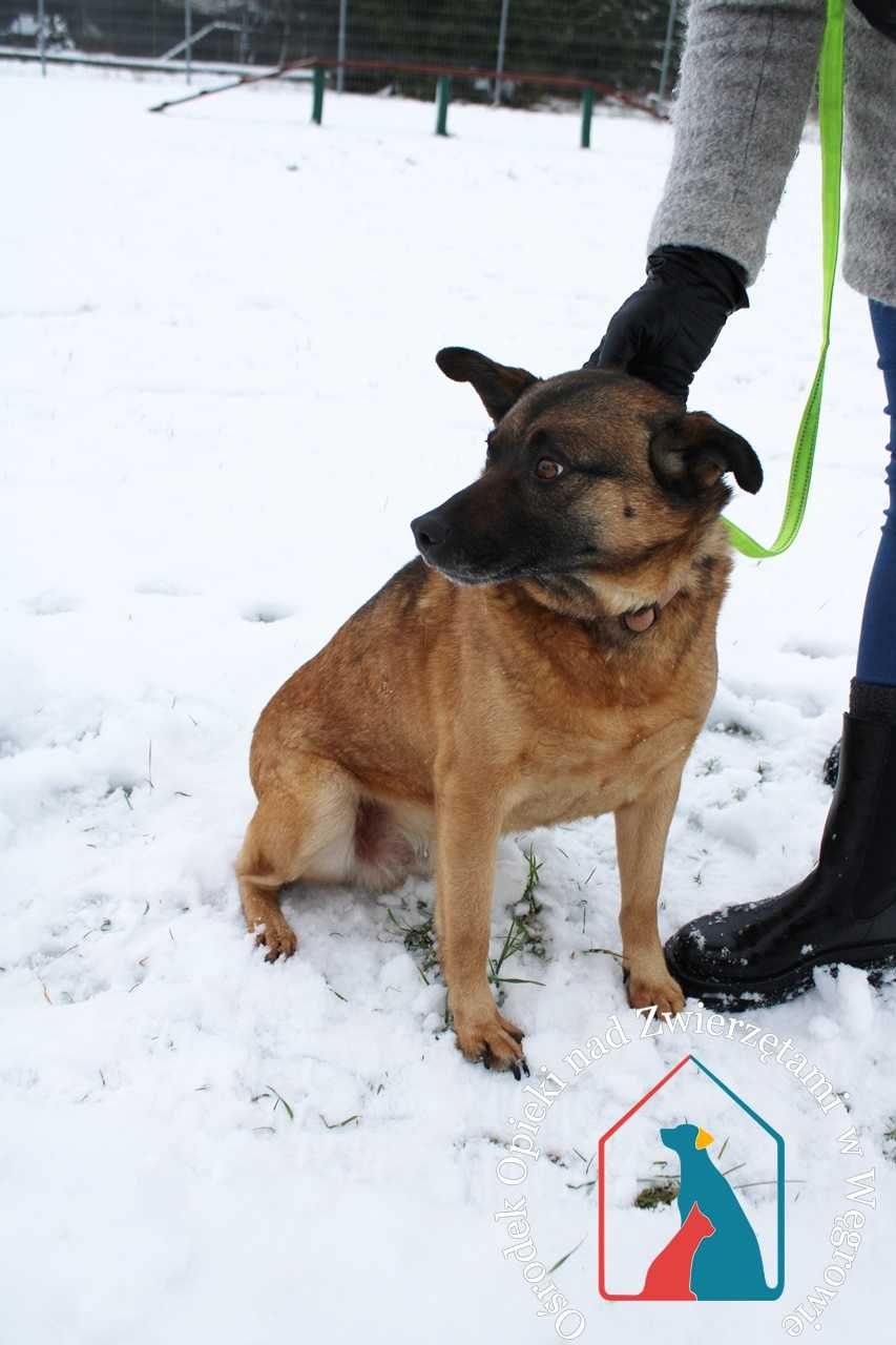 Zetor- bardzo miły piesek szuka domu!