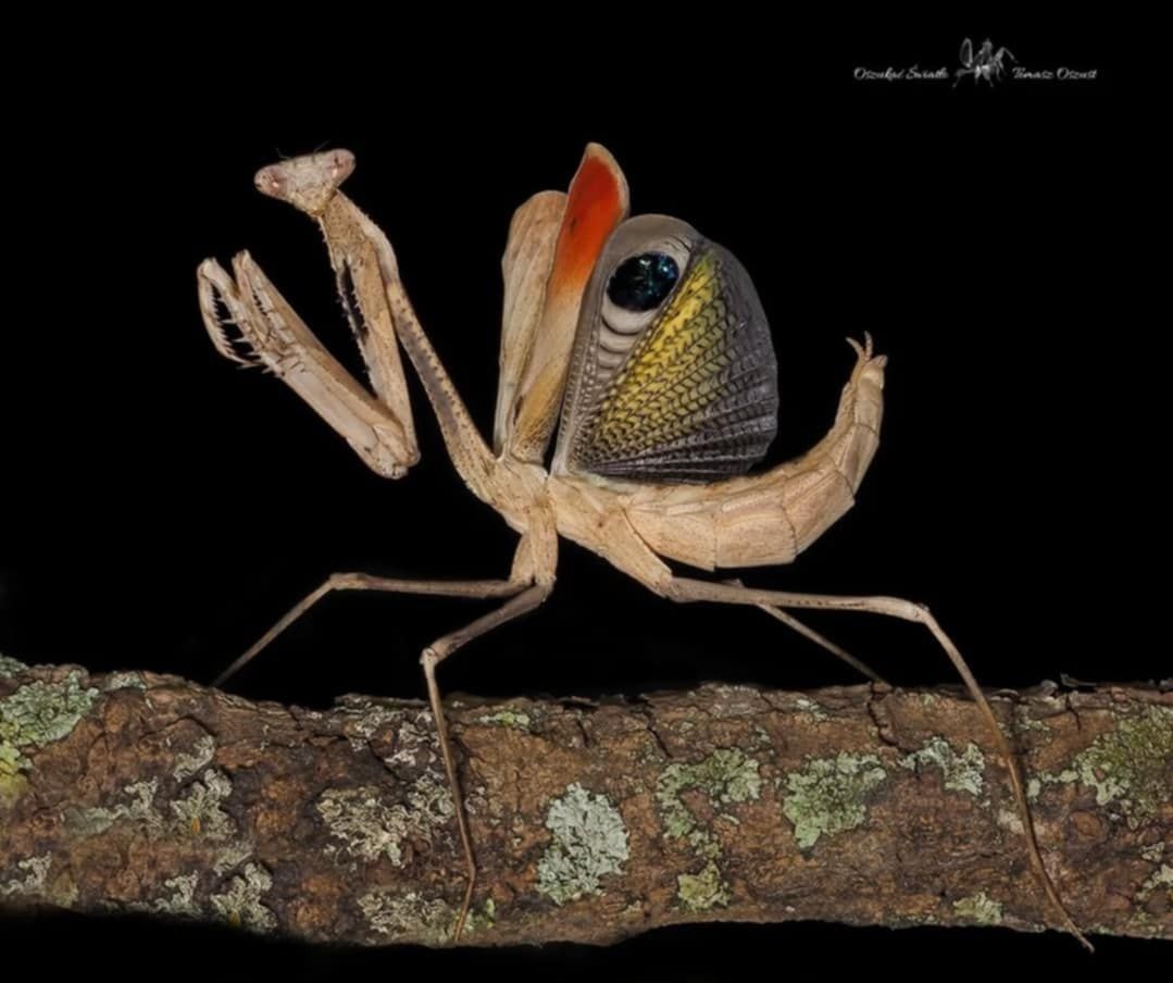 Pseudempusa pinnapavonis Samice L3 
Modliszka pawia 

Występowanie :