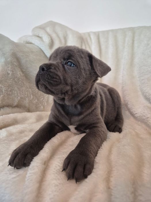 Cane corso Italiano