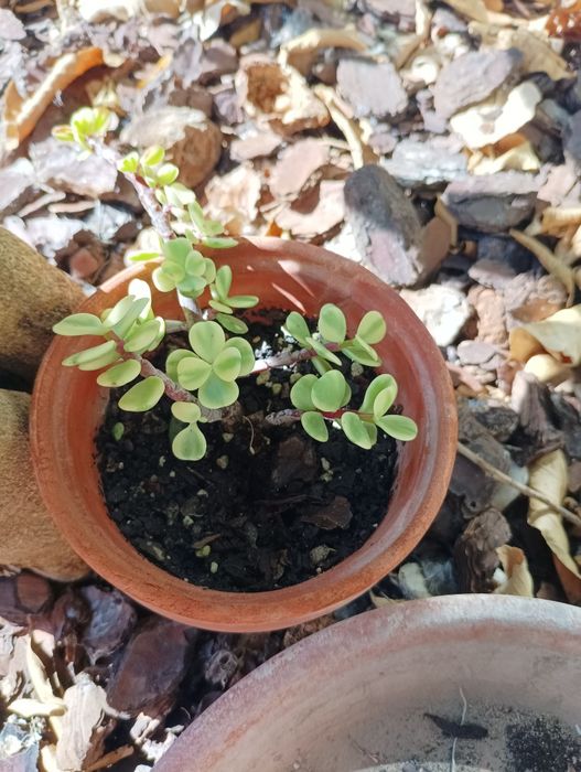 Plantas todas está a venda