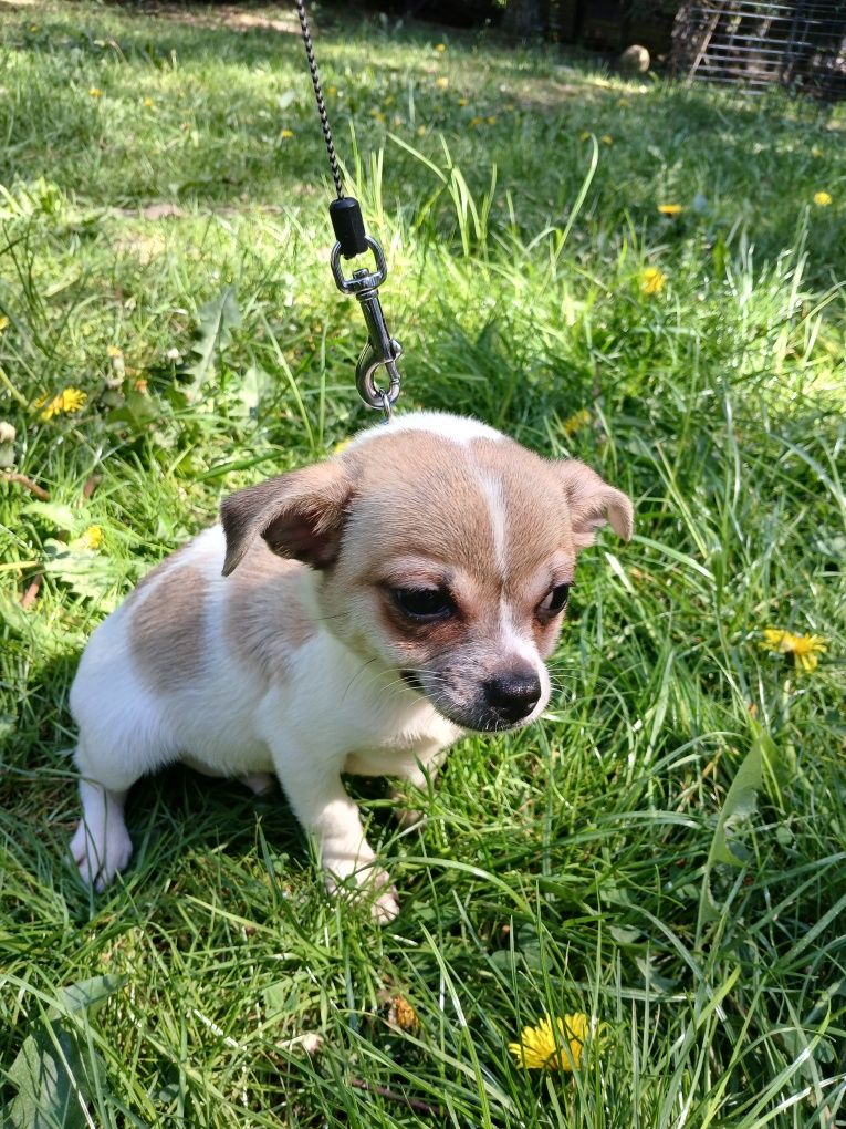 Chihuahua -piesek tricolor