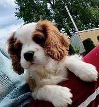 Cavalier King spaniel piesek