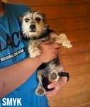 W typie yorka, 3,5 kg, 1 rok, adopcja
