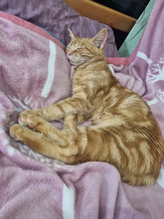 Котик рудий Рижик шукає родину