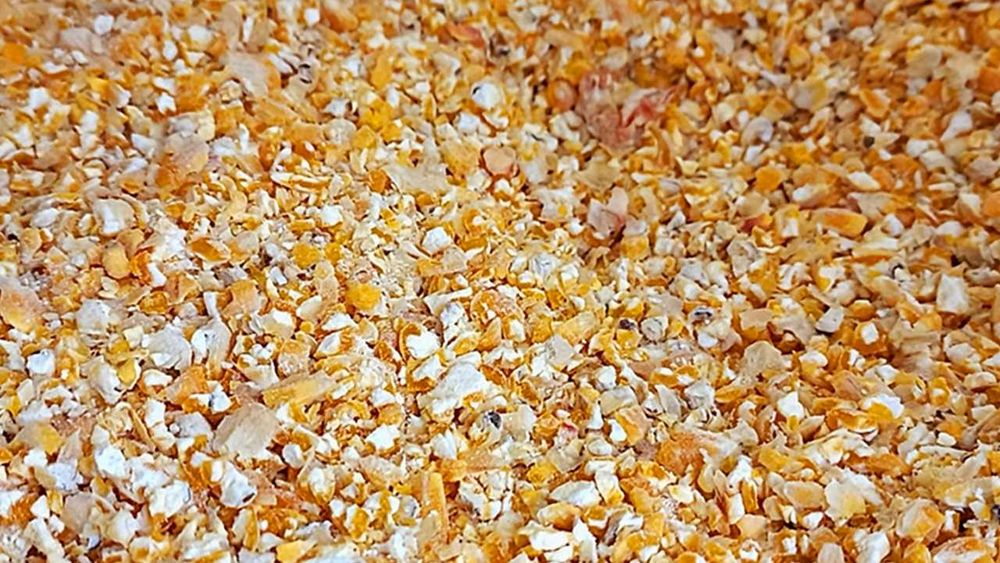 Kukurydza gnieciona karma drób 10kg