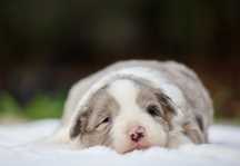 Border Collie ZKwP/FCI cudna dziewczynka