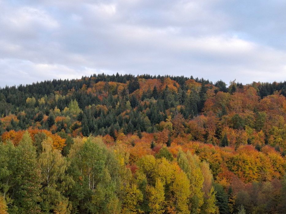 Działka Wojakowa bez pośredników – 68 arów inwestycyjna, tylko 98tys.