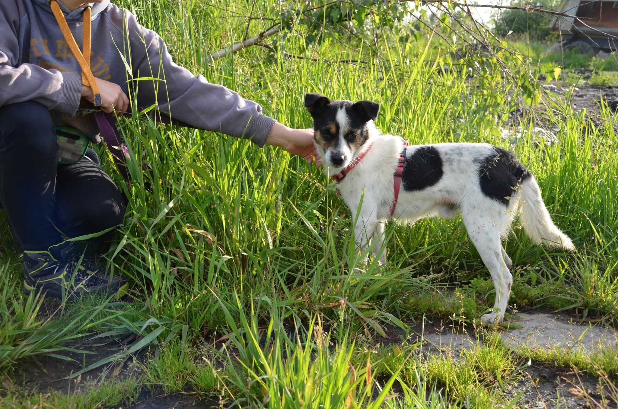 Gonzo - śliczny łaciaty piesek ADOPCJA