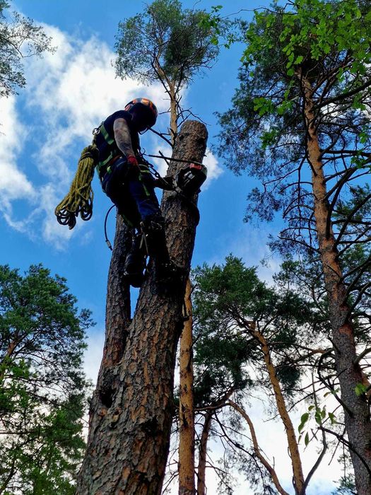 Wycinka i Pielęgnacja Drzew,podnośnik,rębak,Alpinistyka, Czyszczenie