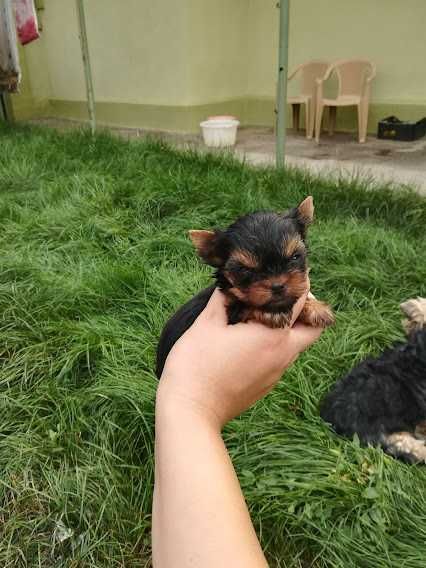 Крихітні комочки щастя – породисті йорки для душі й серця