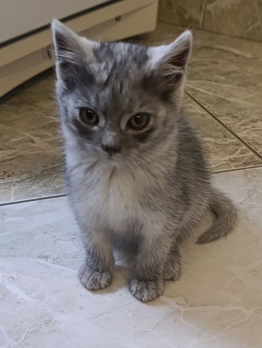 Słodziaki szukają wsólnego domu