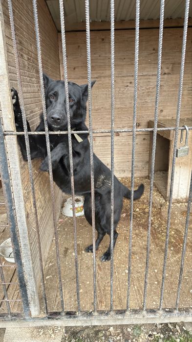 Вівчарка стерилізована шукає дім