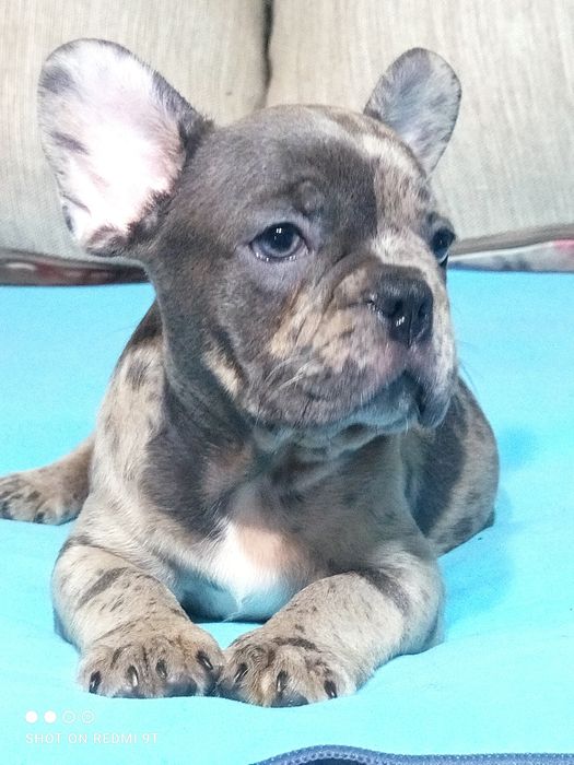 Щенки французского бульдога.