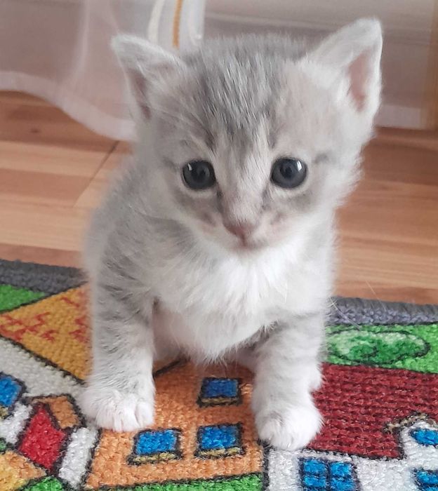 Кошенята в добрі руки