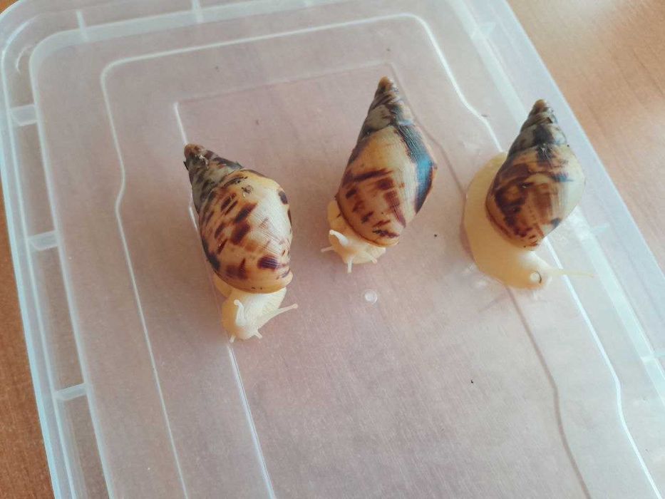 Равлики ахатина ретикулята альбіно