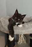 Kotka Maine Coon