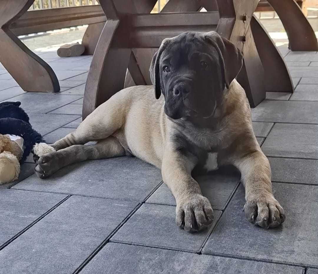 Bullmastiff piesek