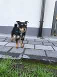 Oddam pieska, mieszanka z yorkiem, malutki, przybłęda,