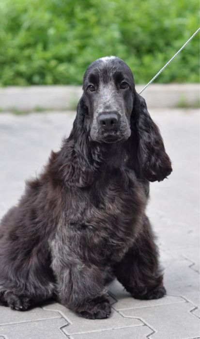 Cocker Spaniel szuka domku