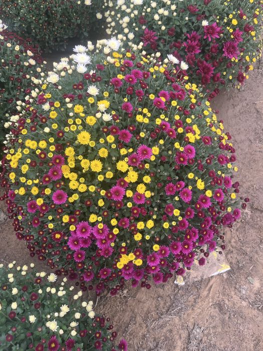 Sprzedam chryzantemy drobnokwiatowe churt/detal