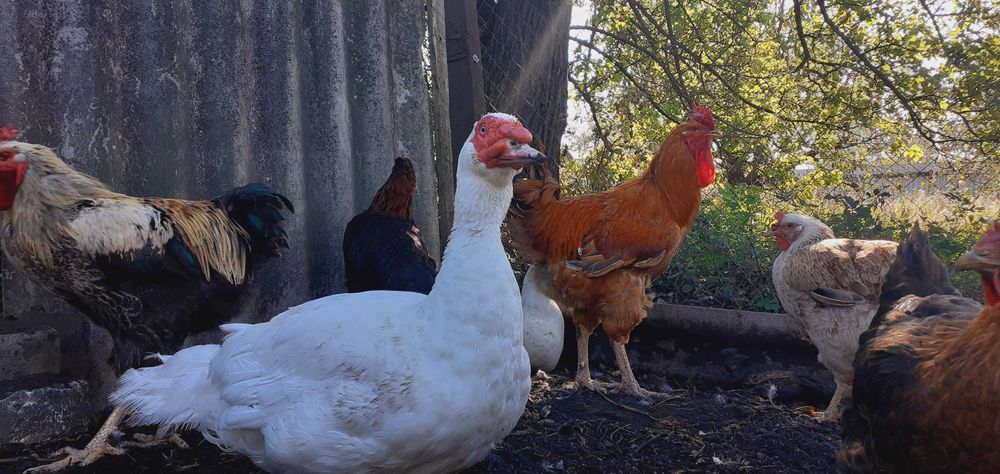 индоутята  2025год тяжёлая немецкая линия,мускусная,самовывоз