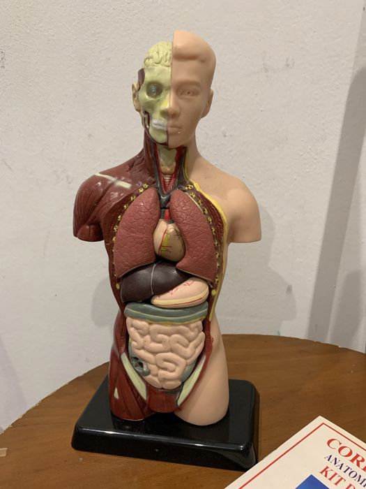Corpo humano desmontavel bom eatado