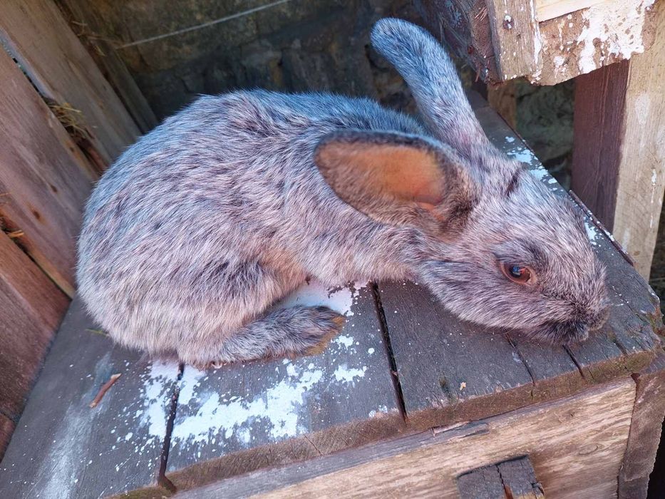 Продам крольчат.Полтавское серебро