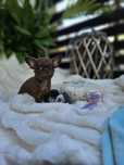 Chihuahua czekoladowy chłopczyk