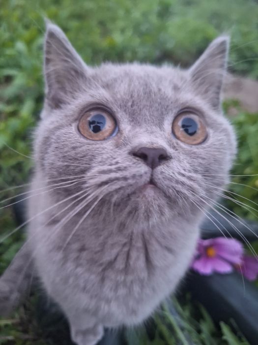 Kocurek brytyjski - ojciec International Champion FPL FIFE