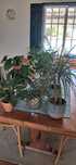Plantas com vasos