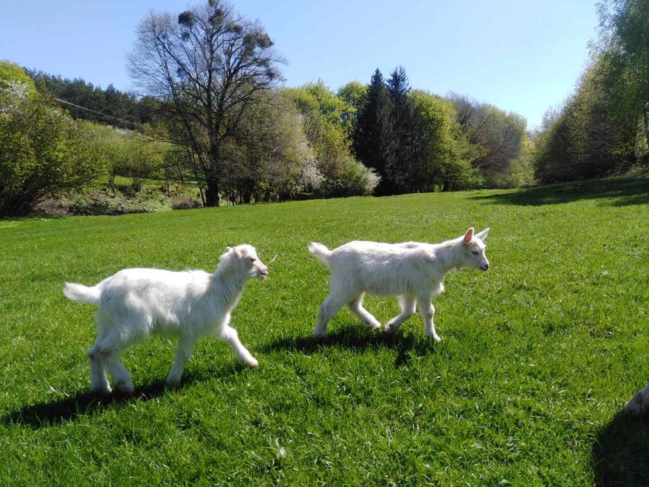 Продамо козеняток