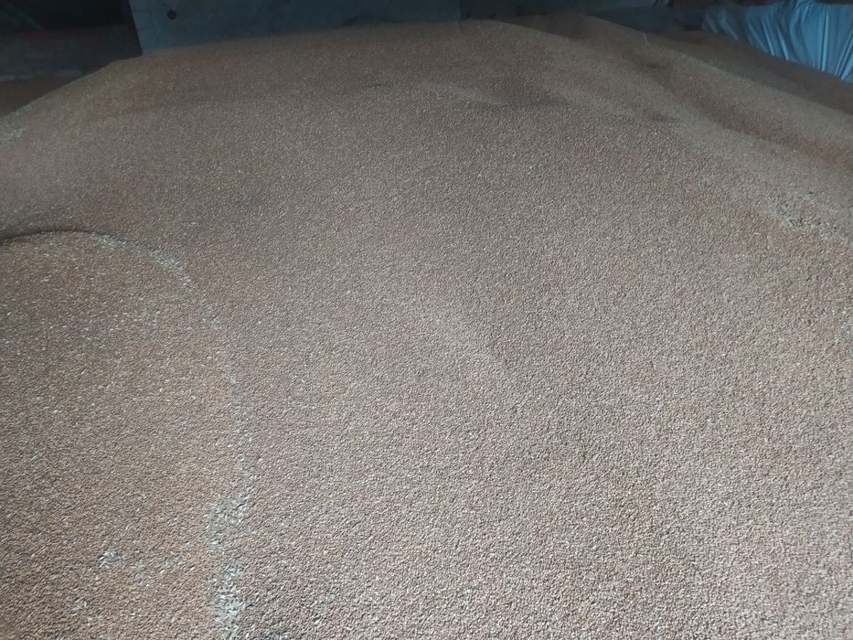 Насіння озимої пшениці РЖТ Реформ