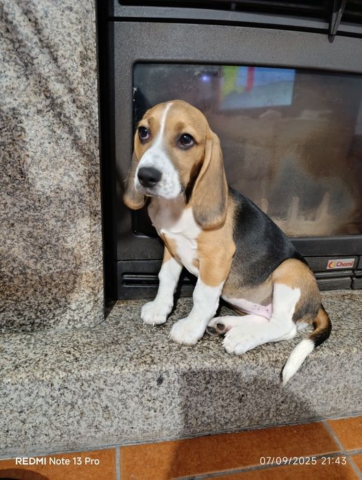 Beagle Puro entrega Imediata