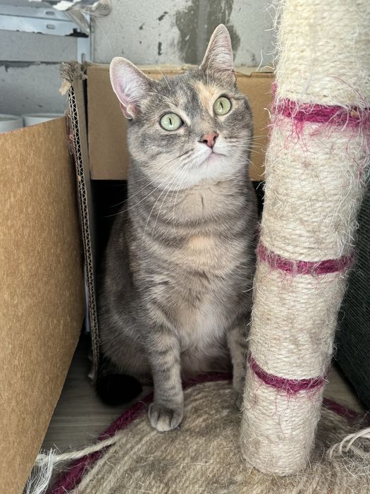 Киця в добрі руки