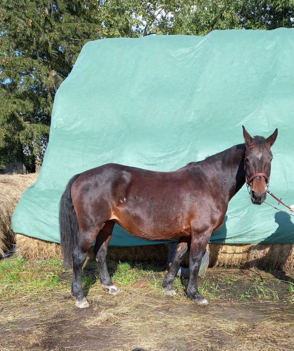 Klacz śląska idealna w tereny