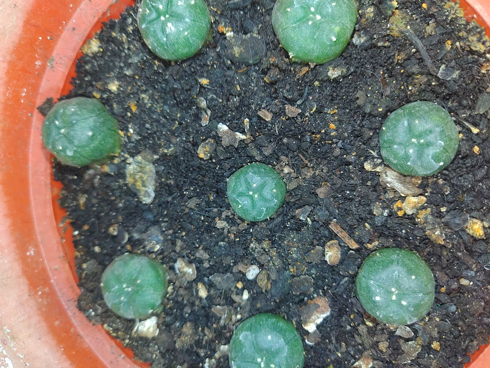 cacto peyote ( Lophophora williamsii )