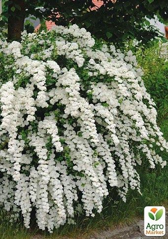 Красивые кусты спиреи