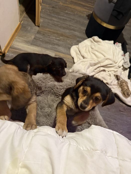 Oddam szczeniaki za darmo 7/8 tygodni