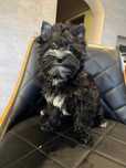 Yorkshire terrier black sunia