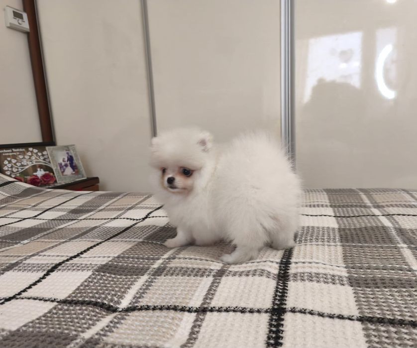 Szpic miniaturowy pomeranian