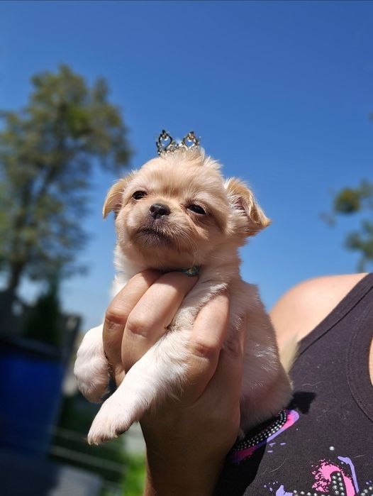 Chihuahua fci,  kremowy piesek odchowany