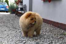 Ruda suczka chow chow