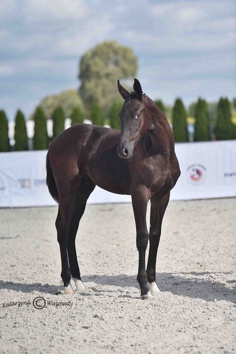 Ogierek prospekt ujeżdżeniowy kary malowany