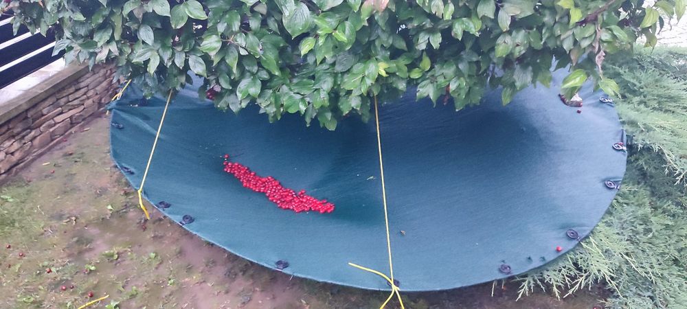 Owoce derenia, świeży dereń.