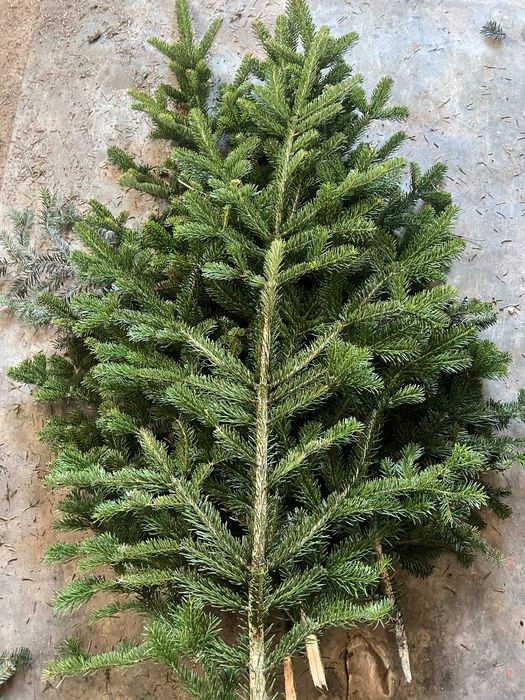 Гілки ялинки густі хвоя